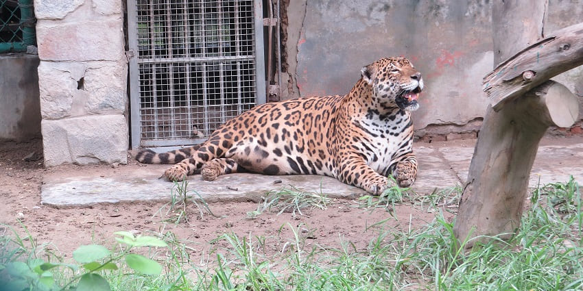 National Zoological Park is one of the popular tourist places to visit near Laxmi Nagar.
