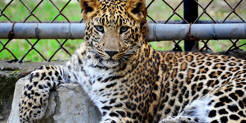 National Zoological Park, also known as Delhi Zoo, is a home to numerous animals.