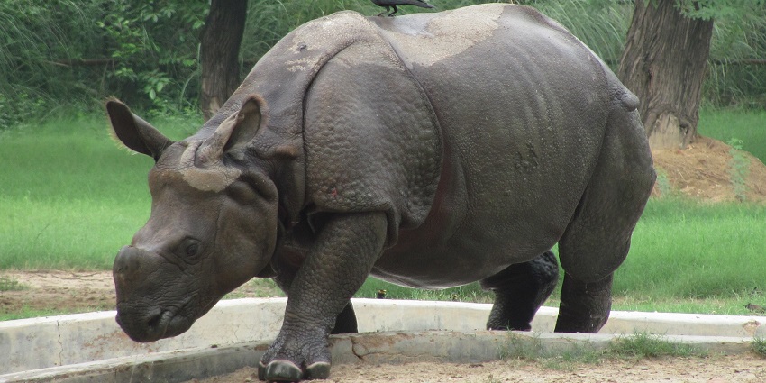 A rhinoceros at National Zoological Park - one of the things to do in Delhi with family.