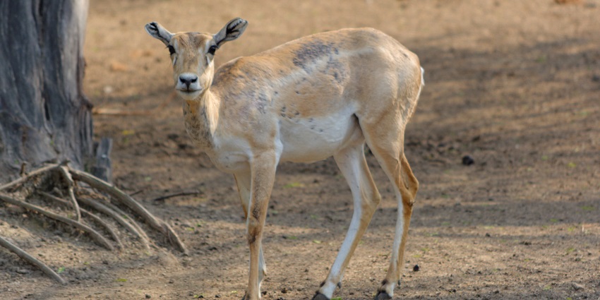 Spot Blackbucks at the National Zoological Park in Delhi NCR as well other animal species