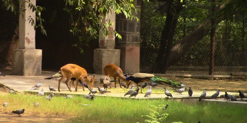 National Zoological Park–Home to various species of rare animals and birds near E-O-D park