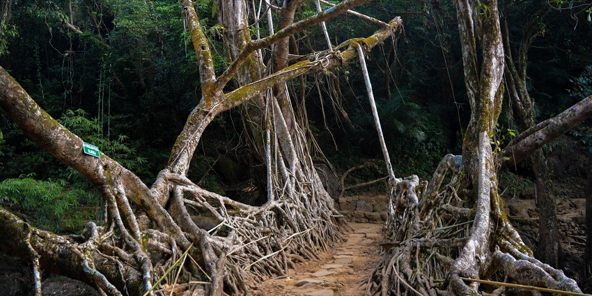 Natural Living Roots Bridge Mawlynnong - one of the best places to visit in Meghalaya