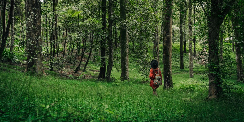 The scenic nature walk in the lush dense jungle to cover the trek to the waterfall