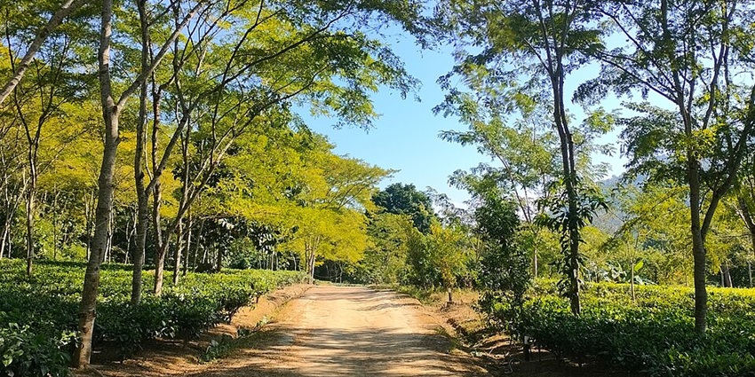 A picture of a scenic walking trail in the Limber Wildlife Sanctuary, Surrounded by trees and greenery from all around