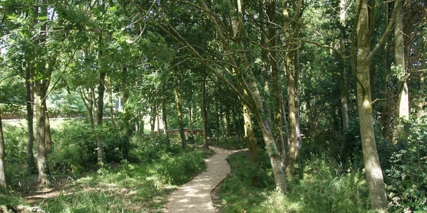 Scenic image a trail passing through the green lush jungle–Laokhowa Wildlife Sanctuary