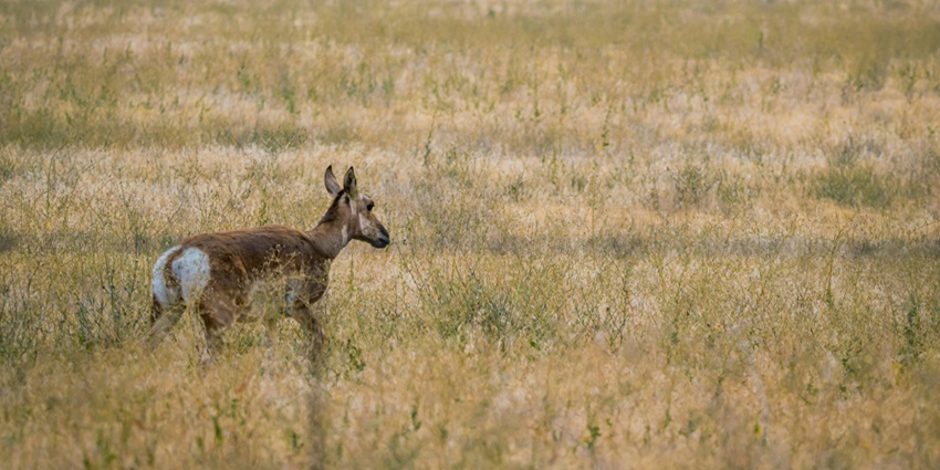 Spot the wild animals while tracking in the Wildlife park–Snapshot of a Deer in Wild
