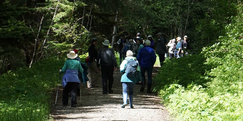 Scenic image of a group of people walking in the dense forest following the trek
