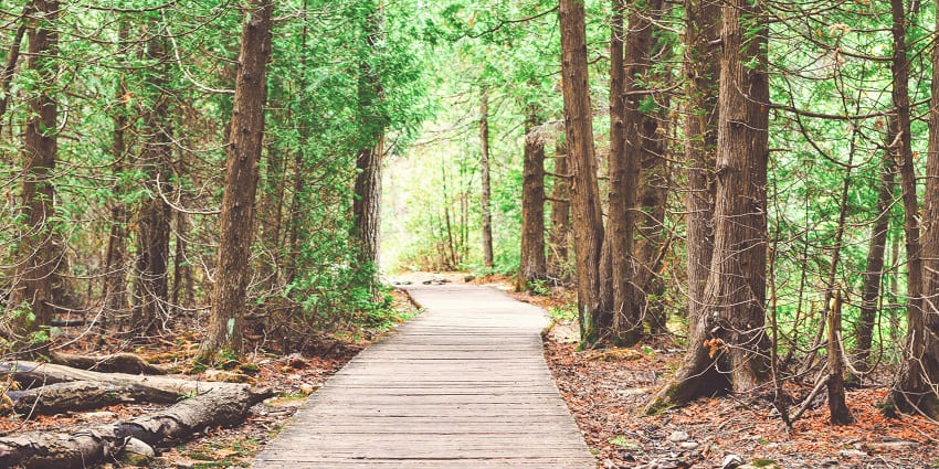 A path passing through the trees in the Bherjan Bokajan Padumoni Wildlife Sanctuary