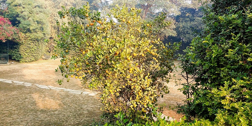 Unchagaon welcomes you in the arms of regal hospitality, among places to visit near Delhi NCR.