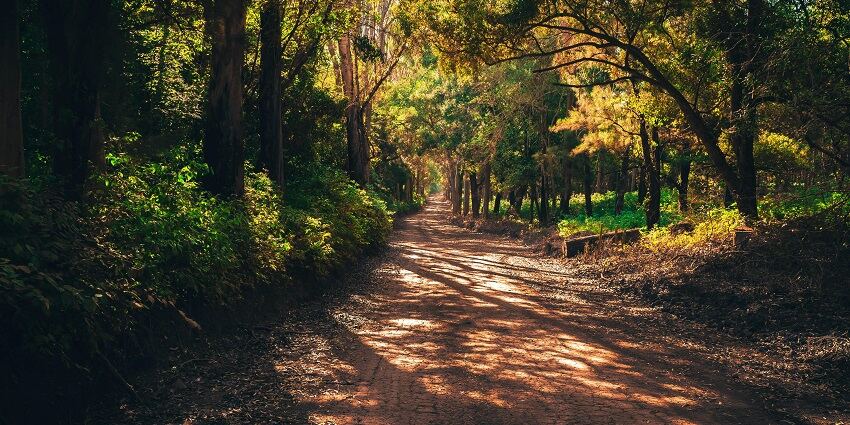 Nature walks are one of the most amazing things to do after paragliding in Munnar.