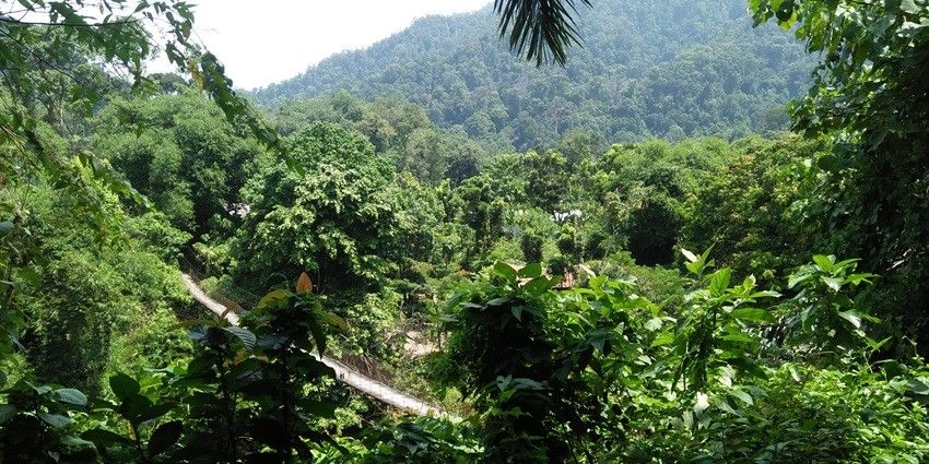 The panoramic views of a dense green lush forest and the local settlement around it