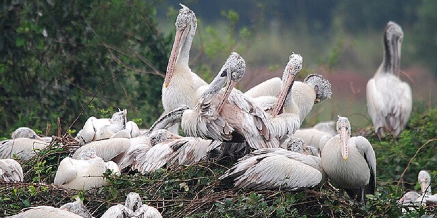 Home to beautiful BilledPelican the Nelapattu Bird Sanctuary is haven of nature in Andhra