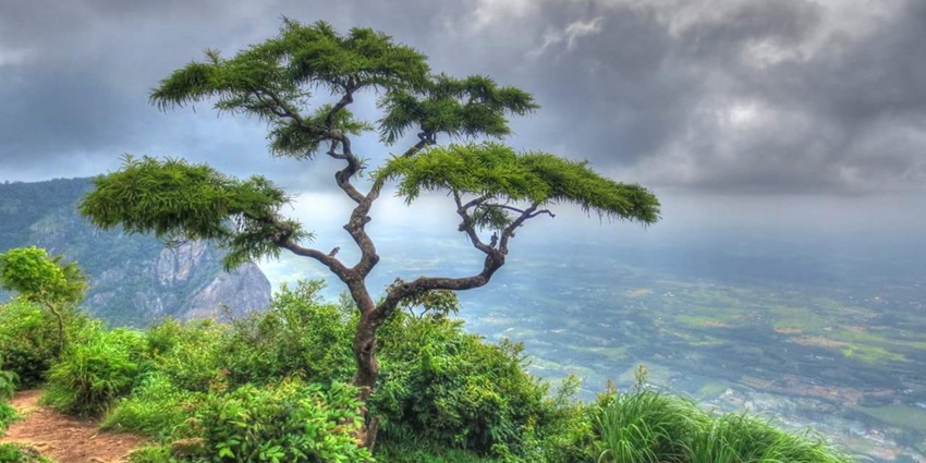 The panoramic snapshot of the beautiful tree up on the hill of the scenic waterfall