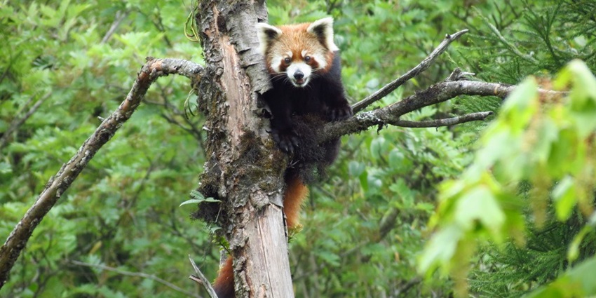 A red panda spotted at the Neora Valley National Park featuring dense forests.