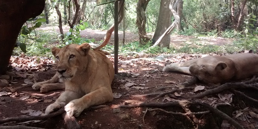 A picture of a lioness and its cub resting in the shade of trees at a wildlife sanctuary