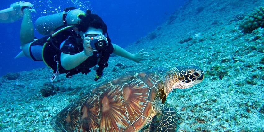 Person taking a photo of a tortoise in a natural setting, focusing on the animal.