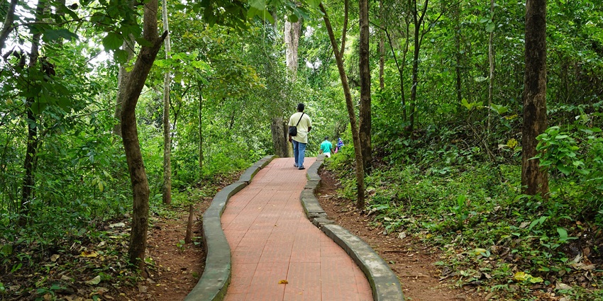 A picture of a walking path amidst a lush green teak forest in Nilambur, Kerala