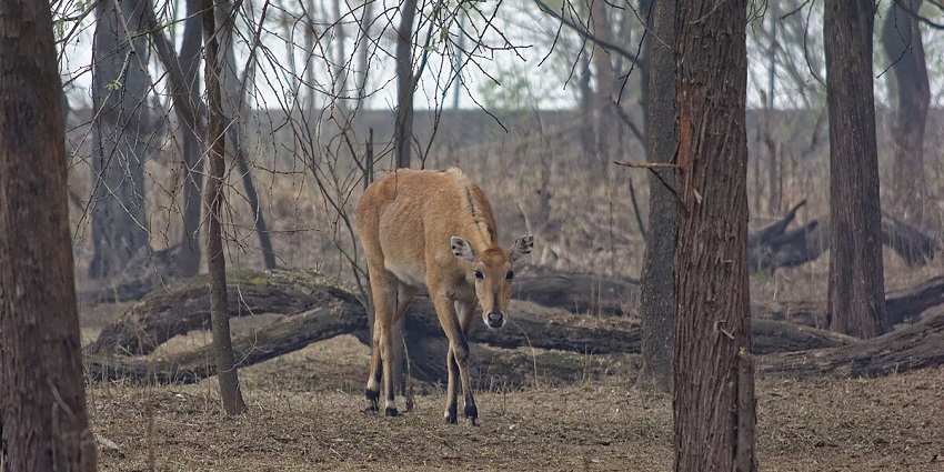 Wildlife in Sultanpur National Park is a major highlight among places to visit near Delhi NCR.