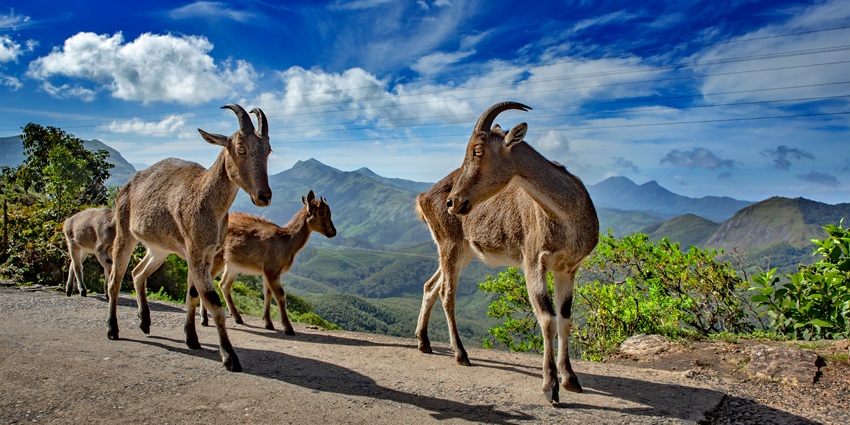 Spot the Nilgiri Tahr or mountain goat at the natural landscapes of Munnar in Idukki district