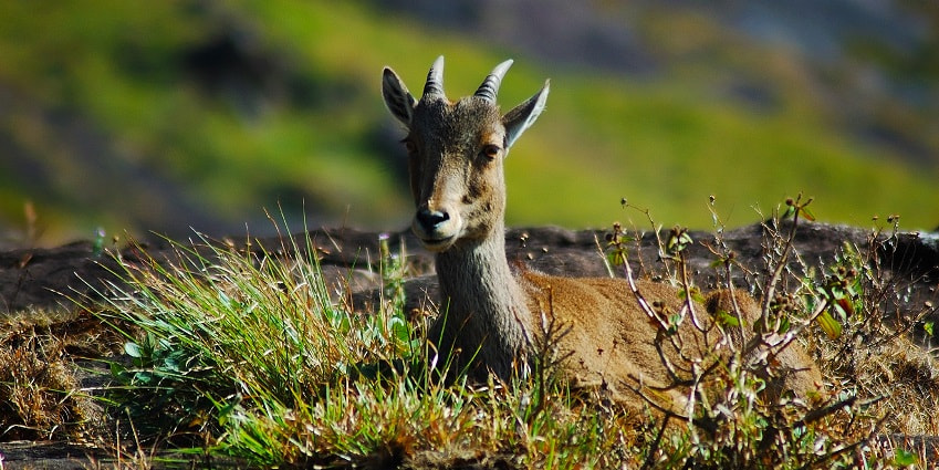 Phawngpui National Park: Your Next Getaway Into Wilderness - TripXL