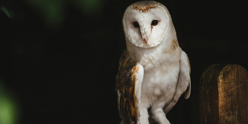 The Nocturnal Animal House is one of the best sections to explore inside Vizag Zoo.