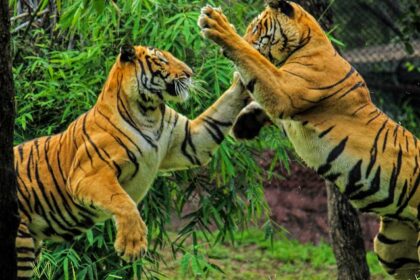 Nongkhyllem Wildlife Sanctuary is home to several mammals including the Bengal Tiger.