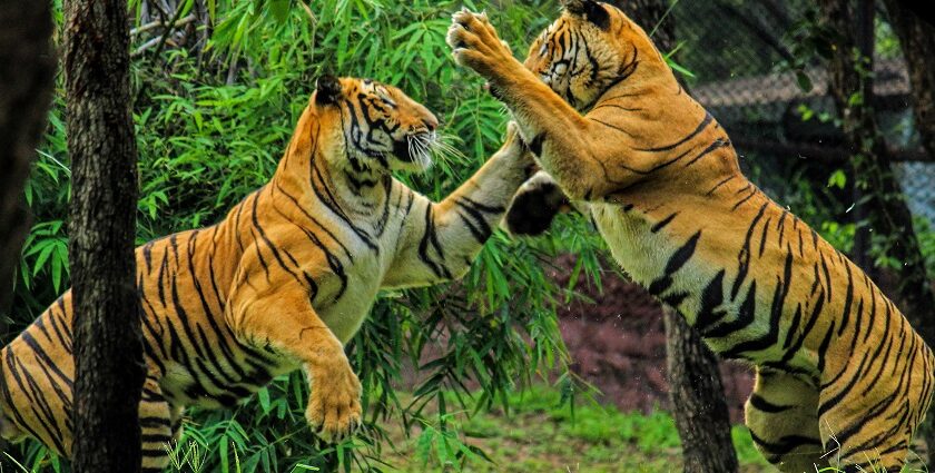 Nongkhyllem Wildlife Sanctuary is home to several mammals including the Bengal Tiger.