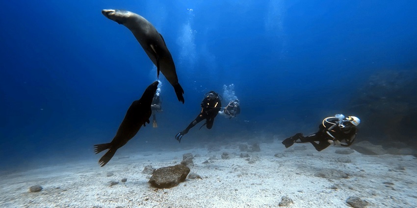 Scuba divers exploring the depths of the ocean, marine ecosystem of Phu Quoc.