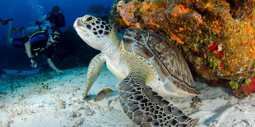 Brown and black turtle resting, captured in a natural underwater divingt.