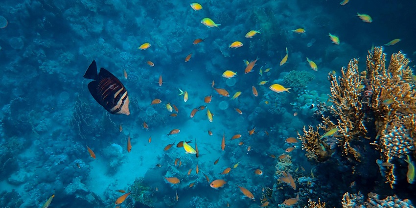 Nursery is one of the most visited sites for scuba diving in Neil Island for travellers.