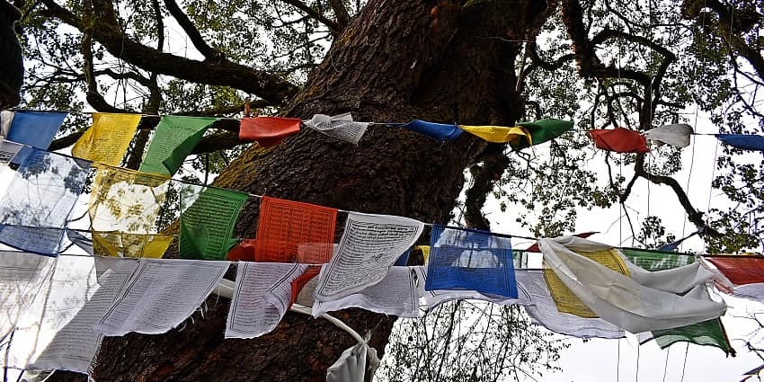 Learning about the oak tree is one of the best things to do in Urgelling Monastery.