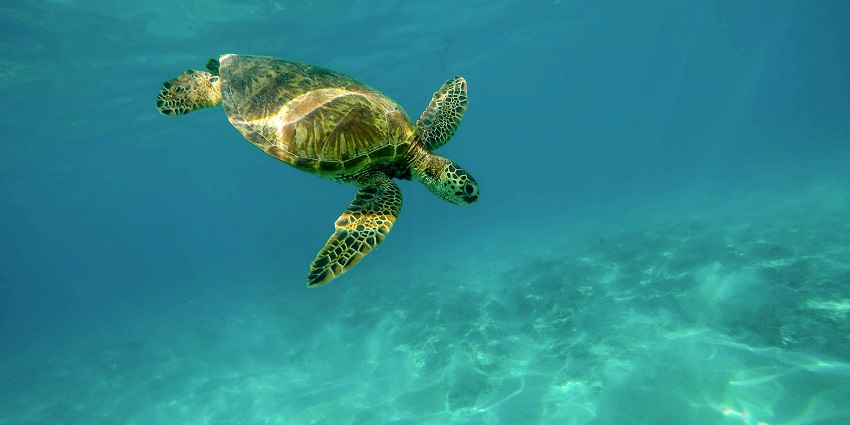 Sea turtle swimming underwater, adding to the Phu Quoc scuba diving adventure.