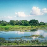 A breathtaking lush green view of grassland in Odisha with a stream of water flowing.