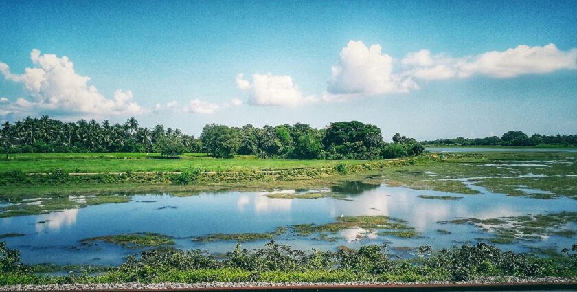 A breathtaking lush green view of grassland in Odisha with a stream of water flowing.