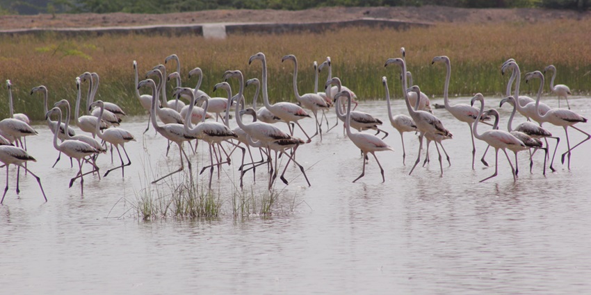 A flock of flamingo birds in Okhla Bird Sanctuary., one of the most beautiful places to visit near Rohini.