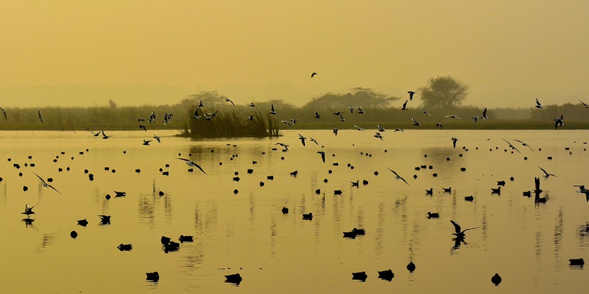 Panoramic view beautiful Okhla bird sanctuary in the beautiful state of Delhi