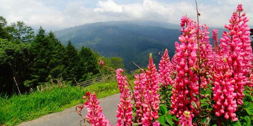 Picturesque view of roads of Okhrey village, trailing the verdant hills overlooking mountains ahead
