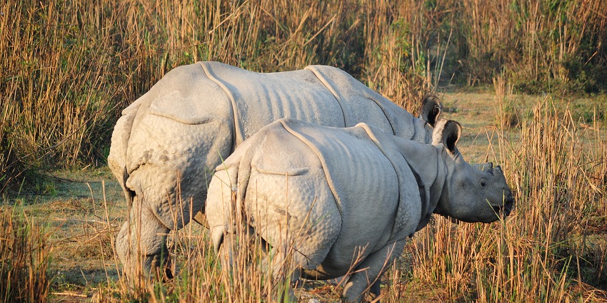The best months allow visitors to witness exotic wildlife such as the one-horned rhinos.