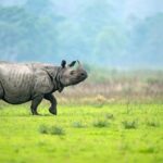 One-horned rhino standing in its natural habitat - Places to visit in Bongaigaon.