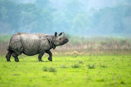 One-horned rhino standing in its natural habitat - Places to visit in Bongaigaon.