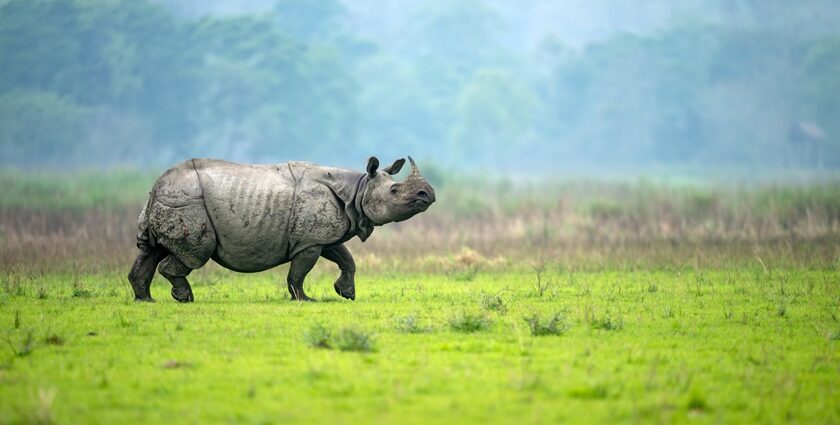 One-horned rhino standing in its natural habitat - Places to visit in Bongaigaon.