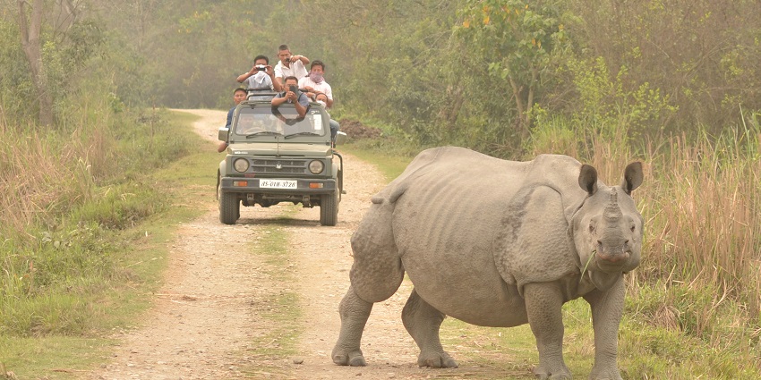 Spotting One-horned rhino at Kaziranga National Park, standing amid tall grasses.