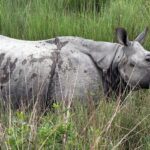 Majestic one-horned rhino standing in a grassy field - Sonai Rupai Wildlife Sanctuary