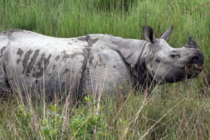 Majestic one-horned rhino standing in a grassy field - Sonai Rupai Wildlife Sanctuary