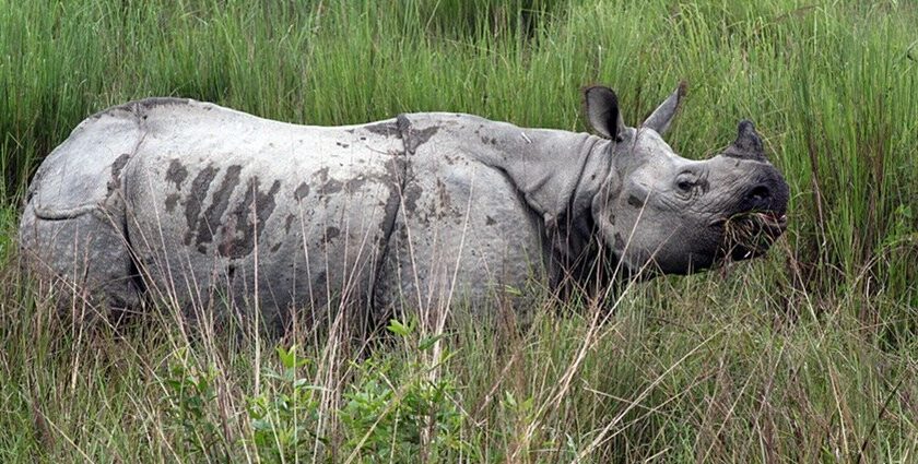 Majestic one-horned rhino standing in a grassy field - Sonai Rupai Wildlife Sanctuary