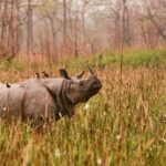 Majestic one-horned rhino grazing in a grassy field - places to visit in Nagaon.