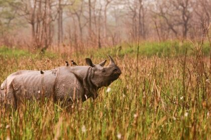 Majestic one-horned rhino grazing in a grassy field - places to visit in Nagaon.