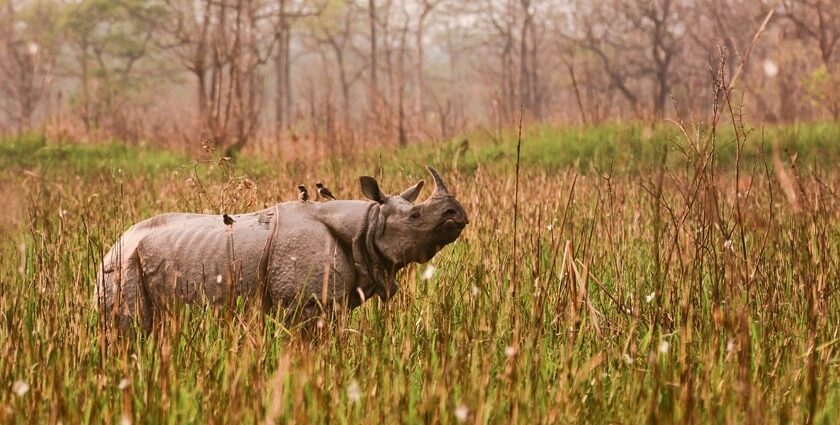 Majestic one-horned rhino grazing in a grassy field - places to visit in Nagaon.