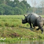 Pabha wildlife sanctuary is one of the off beat destinations to explore whilst visiting Assam