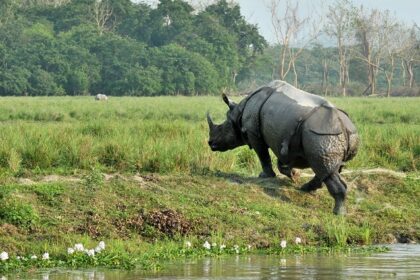 Pabha wildlife sanctuary is one of the off beat destinations to explore whilst visiting Assam